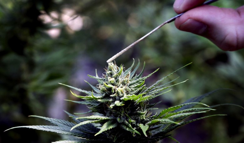 EXCLUSIVE: Voters Send a Loud Message on Hemp—Will Congress Listen?