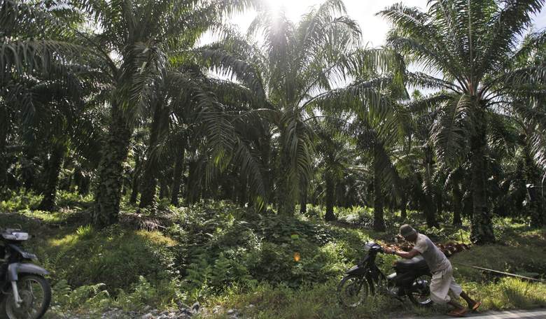 Don’t Copy Europe’s Virtue-Signaling Mistake on Palm Oil