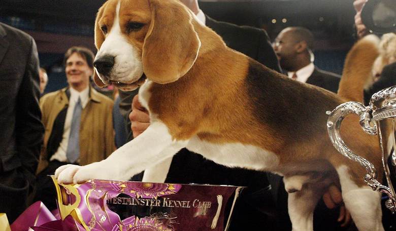 VINDICATED: After Years of Covering For Fauci, Washington Post Acknowledges Beagle Torture