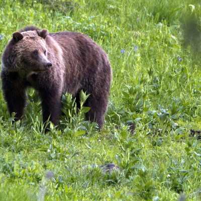 Bear Attacks Surge in 2026: New Public Database Reveals the Rise