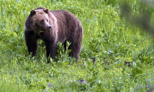 Bear Attacks Surge in 2026: New Public Database Reveals 64 Cases