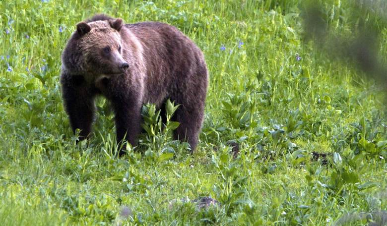 Republicans Pounce on Biden Admin Plans to Release Grizzlies in Rural Washington 