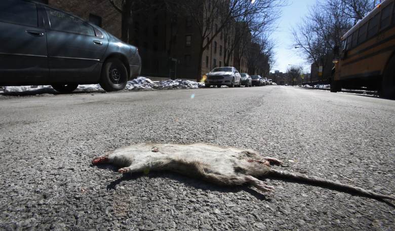 New York City Rat Problem so Bad Now They're a Tourist Attraction