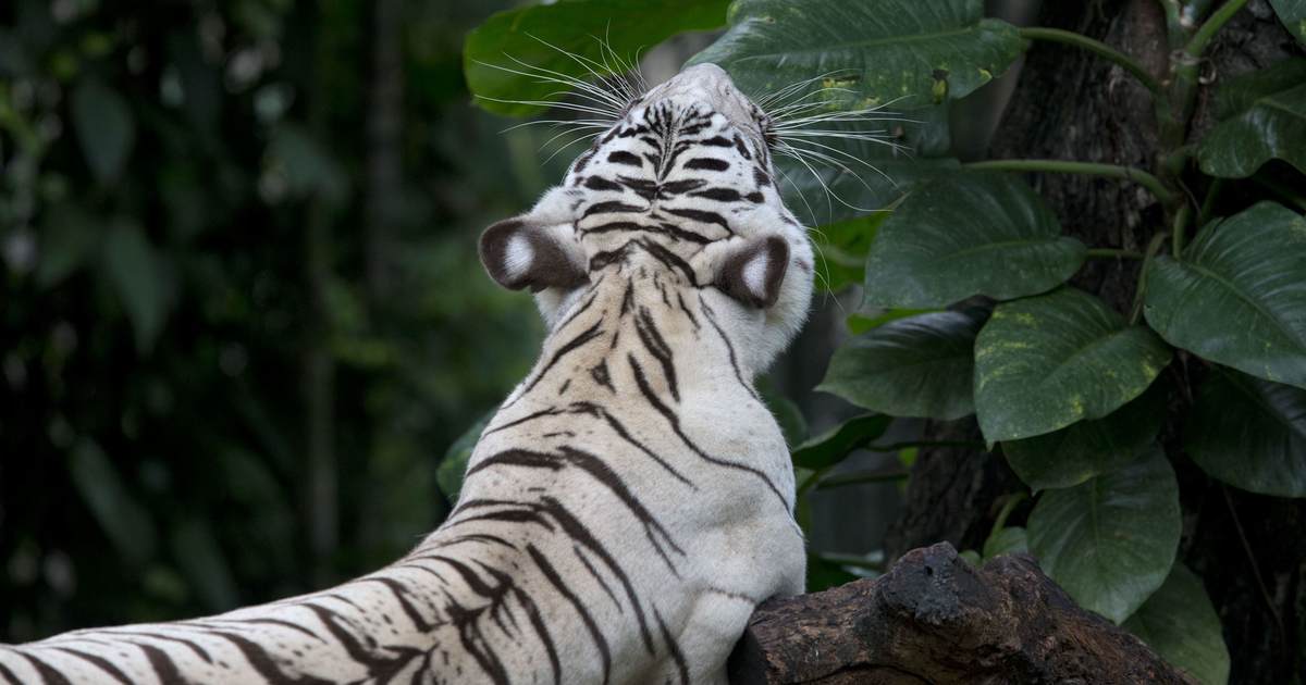 'Don't Try This at Home': Tiger Kills Man Who Illegally Enters His Cage at Wildlife Park