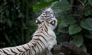 'Don't Try This At Home': Tiger Kills Man Who Illegally Enters His Cage At Wildlife Park