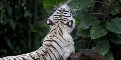 'Don't Try This at Home': Tiger Kills Man Who Illegally Enters His Cage at Wildlife Park
