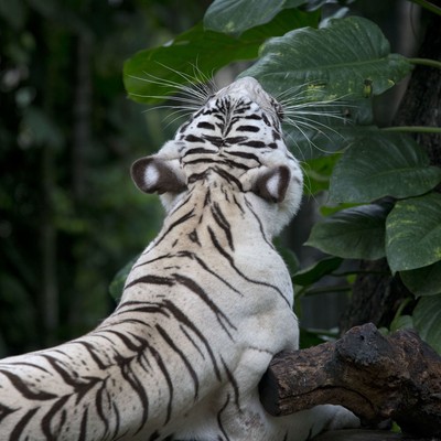 'Don't Try This at Home': Tiger Kills Man Who Illegally Enters His Cage at Wildlife Park