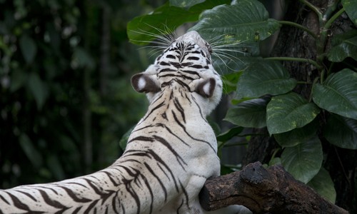 'Don't Try This at Home': Tiger Kills Man Who Illegally Enters His Cage at Wildlife Park