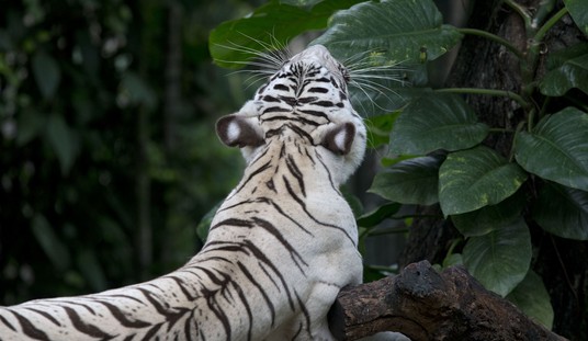 'Don't Try This At Home': Tiger Kills Man Who Illegally Enters His Cage At Wildlife Park