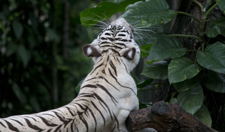 'Don't Try This at Home': Tiger Kills Man Who Illegally Enters His Cage at Wildlife Park