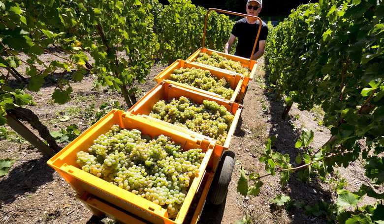 Sunday Thoughts: Abiding in the Vine