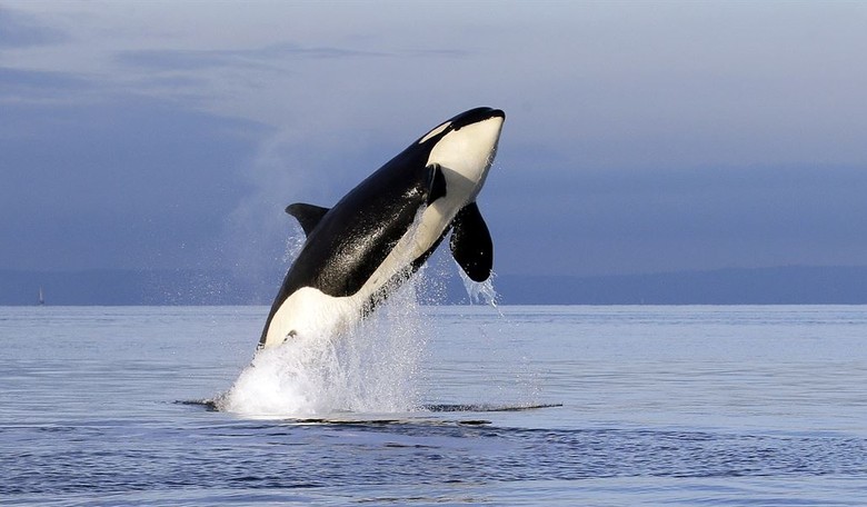 Orca Orchestrations: Hollywood’s ‘Reimagining’ of ‘Free Willy’ Has Movie Fans Wailing with Laughter
