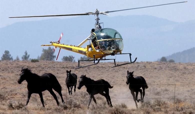 Cut Government, Save Animals: Here Are 3 Awful Agencies and Programs DOGE Can Eliminate Entirely
