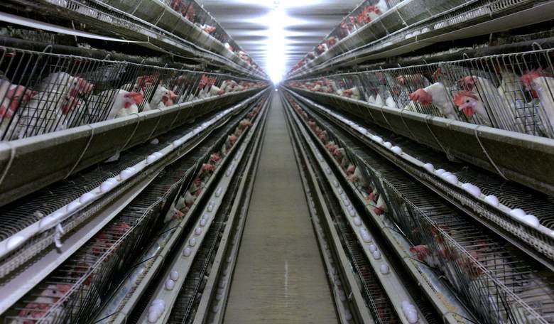 Bird Flu Blues: Texas Egg Producer Halts Operations