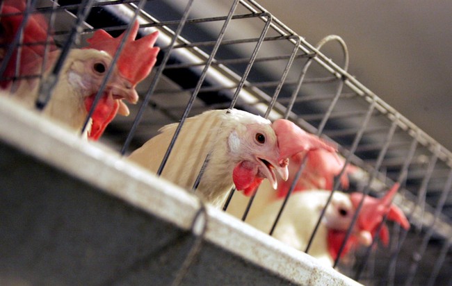The Dark Side of the Chicken Industry