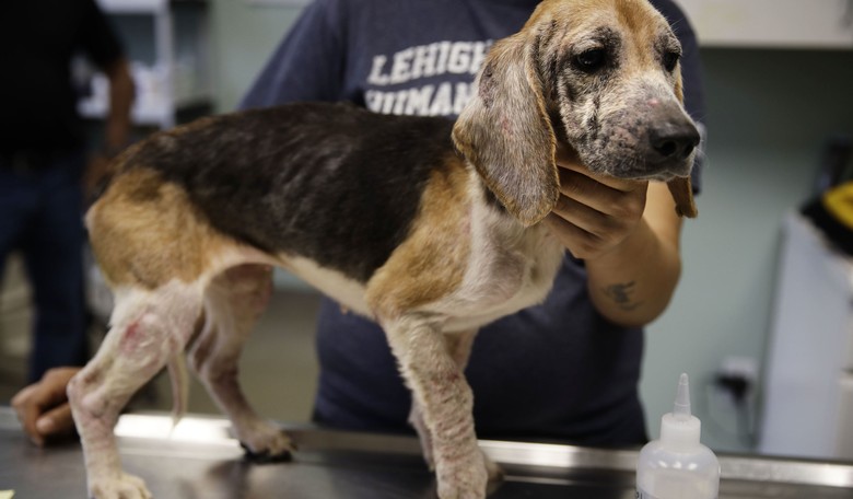 More Proof That Fauci, Washington Post Lied About Beagle Torture Program
