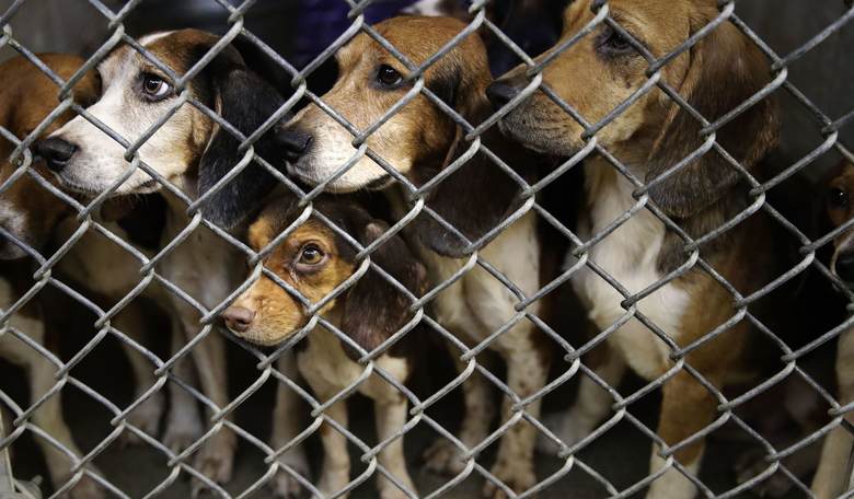 Remember Those NIH Labs That Experimented on Beagles? Well…