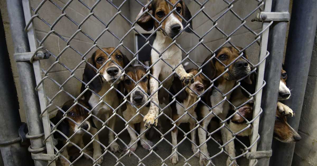 Make Protecting Animals Great Again: The Trump Administration Is Ending ...