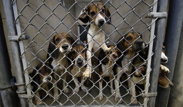 Make Protecting Animals Great Again: The Trump Administration Is Ending Animal Cruelty