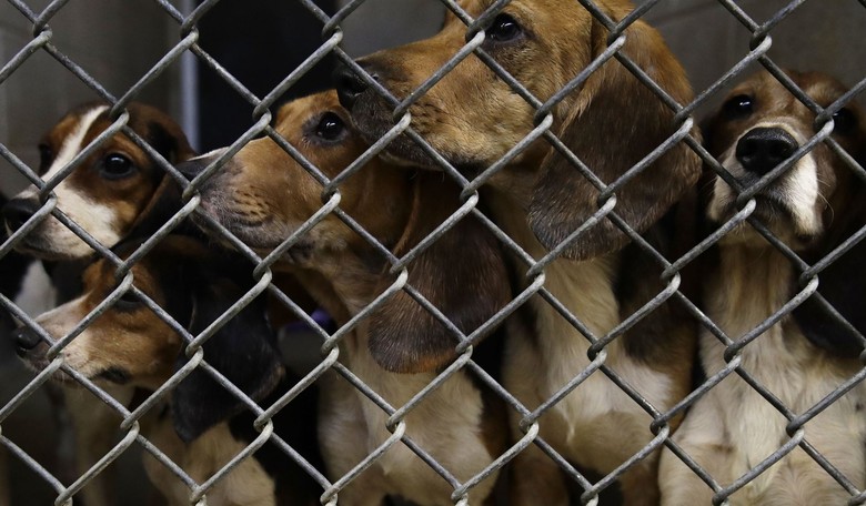 Additional Proof Emerges Implicating Dr. Fauci's Direct Involvement in the Beagle Experiments