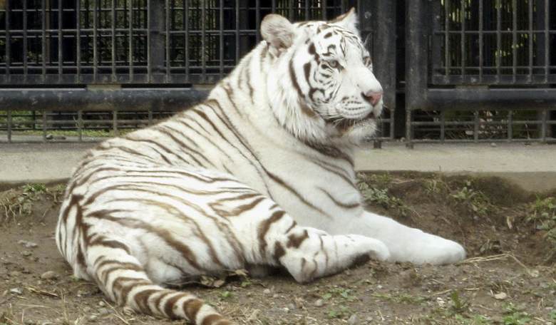 Stupid Is As Stupid Does, Ma'am - NJ Woman Scales Fence, Sticks Hand in Tiger Enclosure