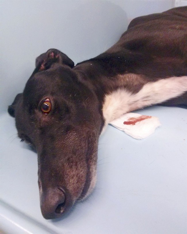 This Barbaric Abuse by 'Homeless' Druggies Is Happening on LA's Skid Row