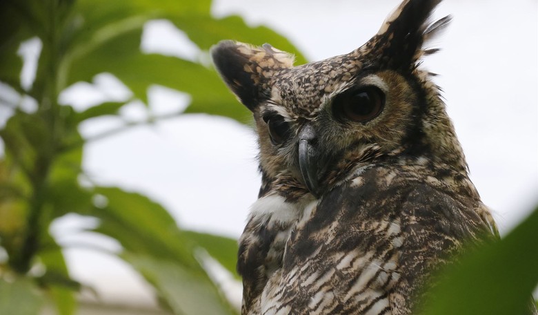 Owl Be Darned: Antique Store Shoppers Find Real Bird Dozing Among the Oddities