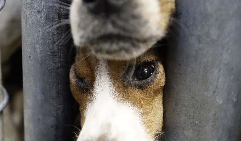 Fauci Loses, the Beagles Win: Trump’s NIH Director Shutters Last Cruel Beagle Experimentation Labs