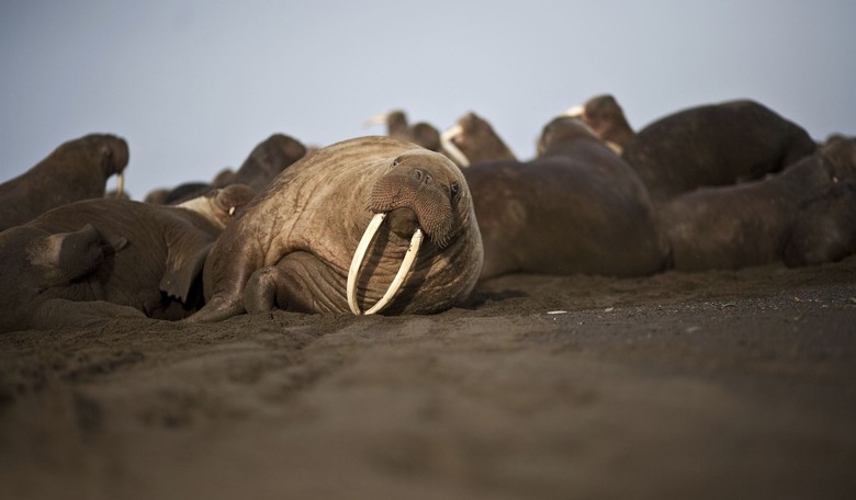 Abandoned Baby Walrus Finds New Home With Alaska's SeaLife Center