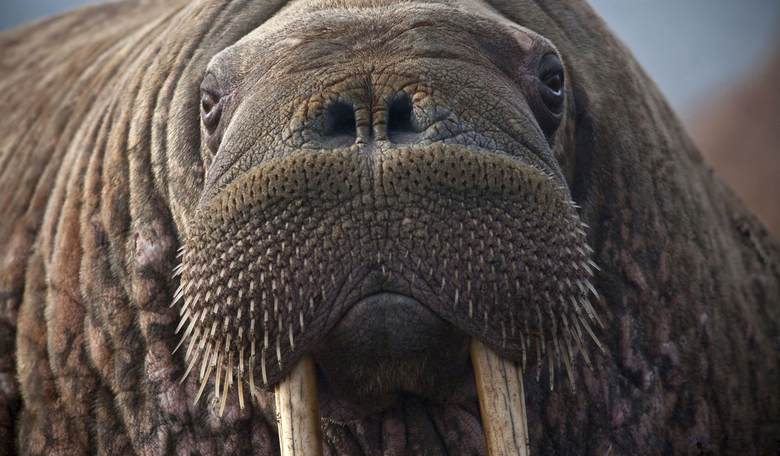 Only in Norway: Tourist Fined for Getting Too Close to a Walrus