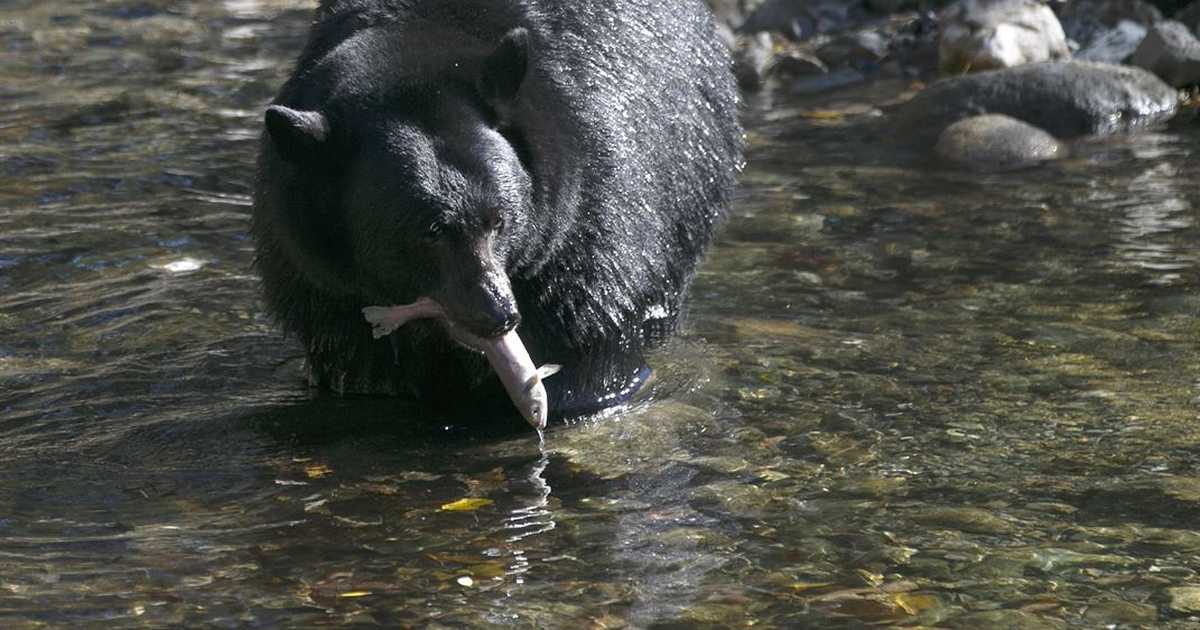 Australia and Sweden Teamed Up for the Most Unnecessary Scientific Study of All Time