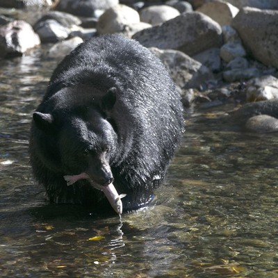 Young Bear Injures Two Outside Home Near Salmon, Idaho