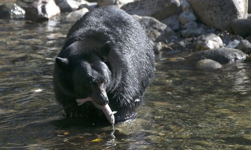 More Bears, More Humans, More Encounters, Climate Change Not Required