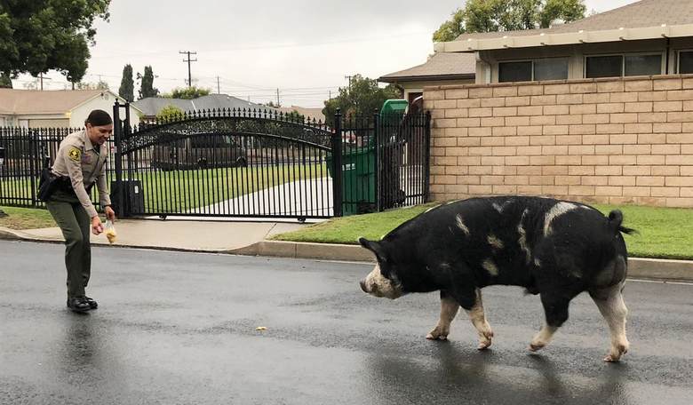 Shocker: Canadian Super-Pigs Invading the United States