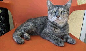 Morning Minute: Cats Don't Care If You're MAGA or Woke