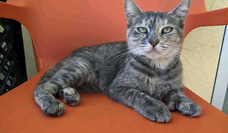 New York: Dismember The Late-Term Babies But Do Not Declaw The Cats