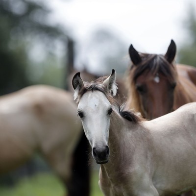 Hey, Kid, You Cannot Do That to Horses