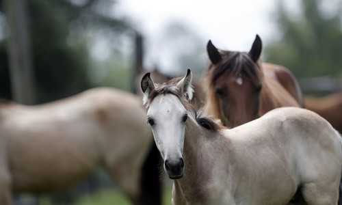 Hey, Kid, You Cannot Do That to Horses