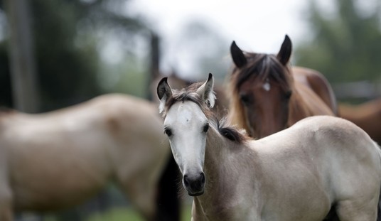 Hey, Kid, You Cannot Do That to Horses