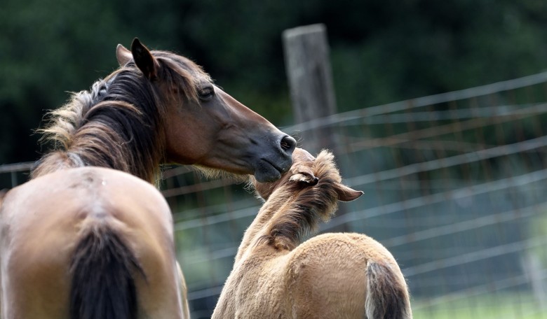 Americans Can At Least Agree That Horse Torture, Slaughter Is Bad