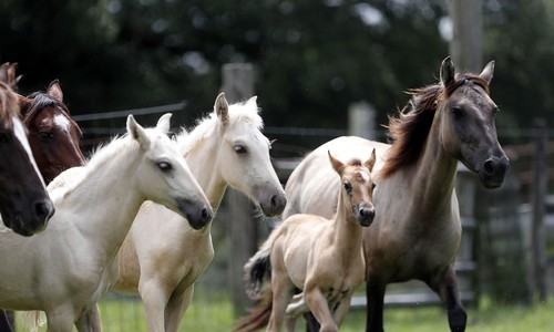 Europe Was Burning, but American Cavalrymen Still Went Back for the Horses