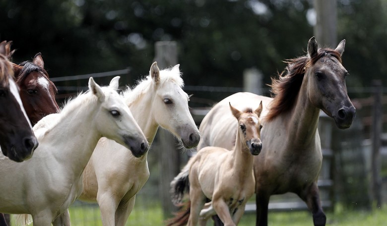'Strange Bedfellow' Advocates on Cusp of Victory Over Horse Torture