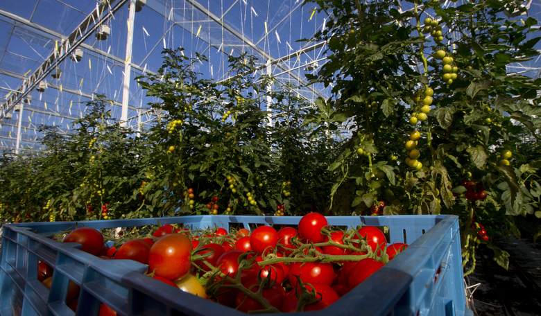 Tomayto, Tomahto: How Trump Tariffs Boosted Production and Profits for American Tomato Farmers   