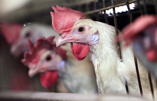 Is Congressional Action to Stop Bird Flu Gain-of-Function Research Underway?