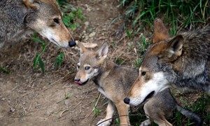 Nine Wolves, Six Conflicts, and a Difficult Wisconsin Decision