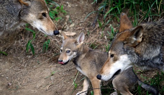 Nine Wolves, Six Conflicts, and a Difficult Wisconsin Decision