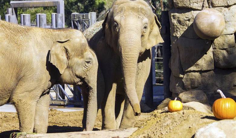 California City Grants Legal Rights to Elephants