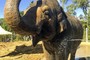 Texas GOP Had an Elephant Stroll Through Their Convention. It Took a Massive Pee Near the Press Area