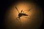 Here's Why Google Is Gonna Release Millions of Mosquitoes in These Communities