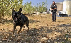 Homeless Dog Evades Euthanasia, Joins the Border Patrol 